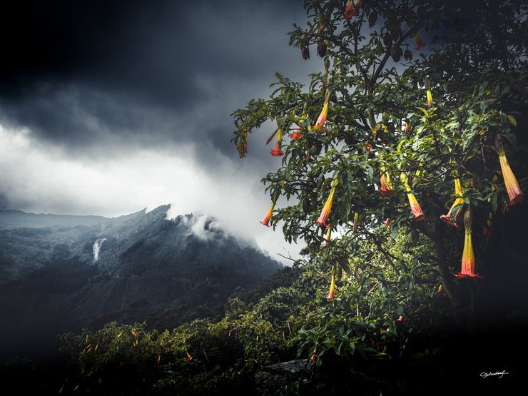 PHOTO OPEN CEDRIC BLONDEEL : Bogota Nature - Nantes